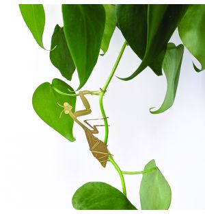 Plant Animal Praying Mantis